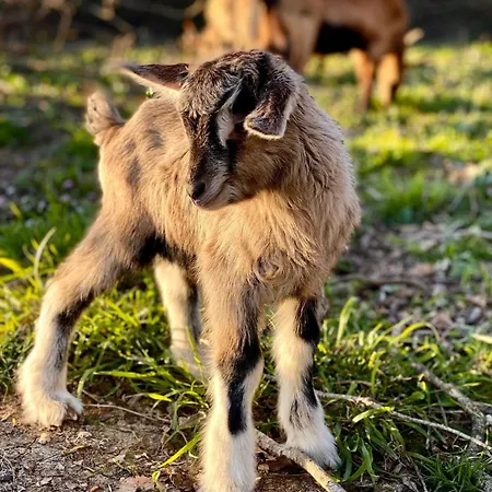 Le Clos De * Lusignan-Petit