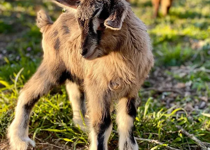 Le Clos De * Lusignan-Petit
